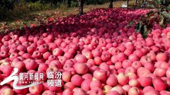 澳门葡京网站_澳门葡京网址_澳门葡京赌场_ 黄河新闻网临汾讯 近日